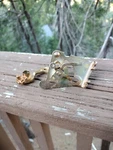 7029215 Camaro Quadrajet 1969 427 Corvette Speed Carburetor Choke Oem Replated Used. Price: $75.00.